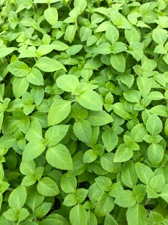 Karpura Tulasi