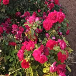 Kasmire Rose Red , White