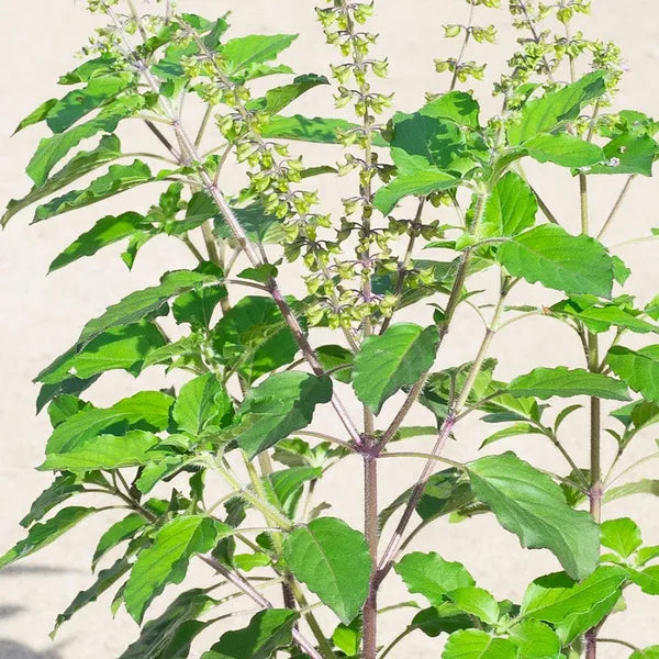 Lakshmi Tulasi