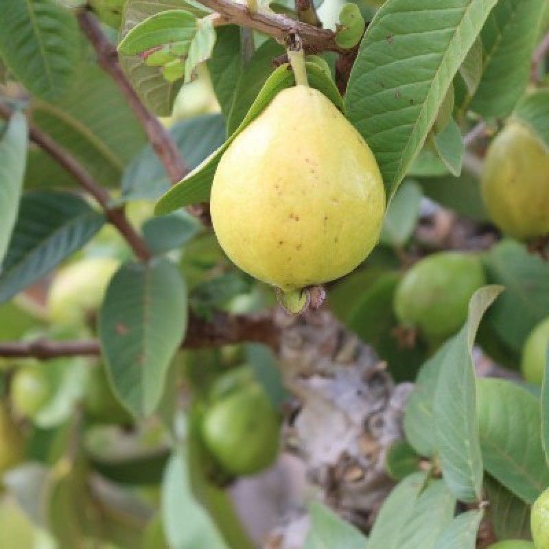 Lalitha Guava