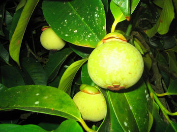 Mangosteen Green ( Seedling )