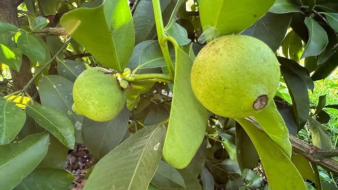 Mangosteen Green ( Seedling )