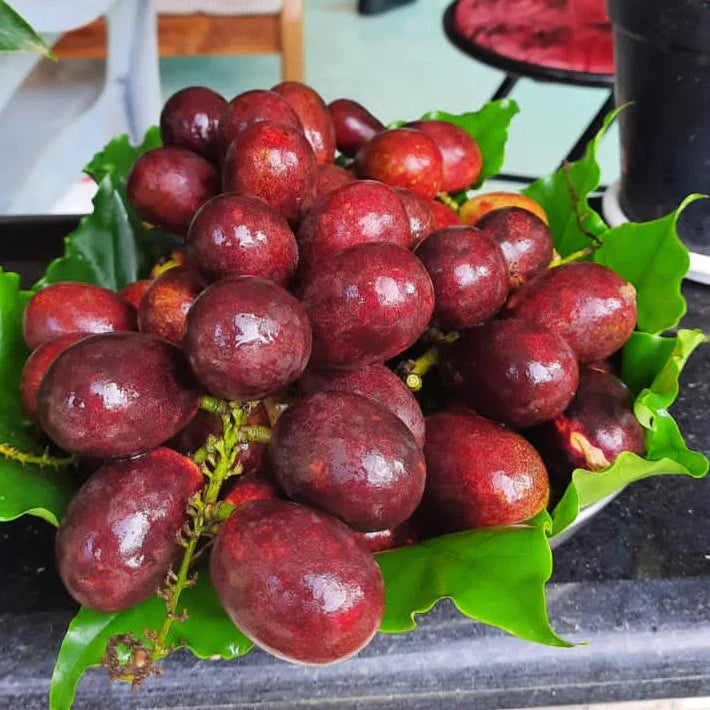 Motoa Purple ( Seedling )