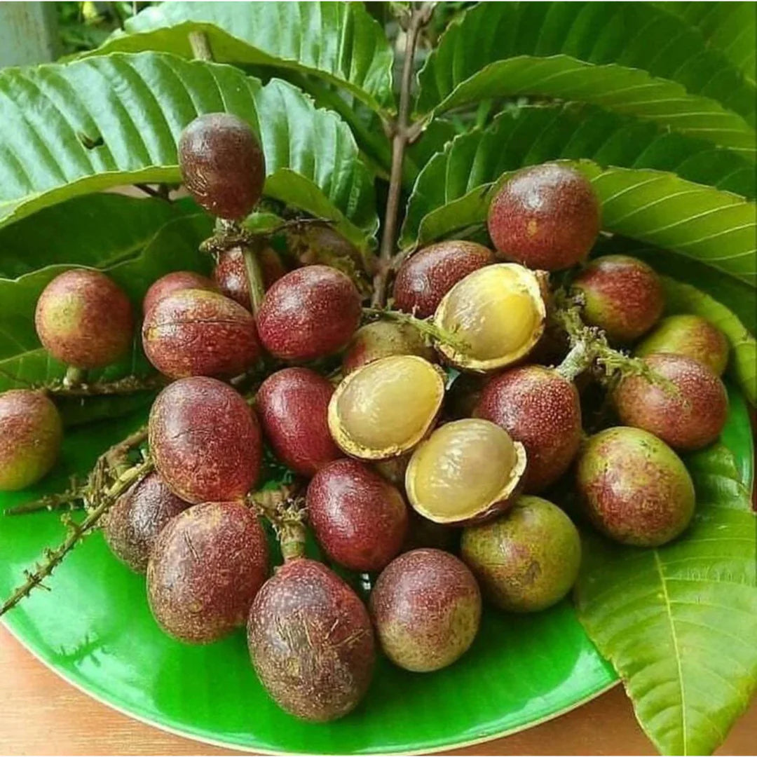 Motoa Purple ( Seedling )