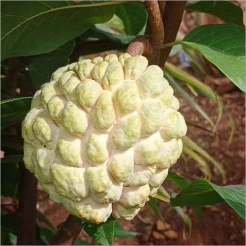 NMK Gold Custard Apple ( Grafted )