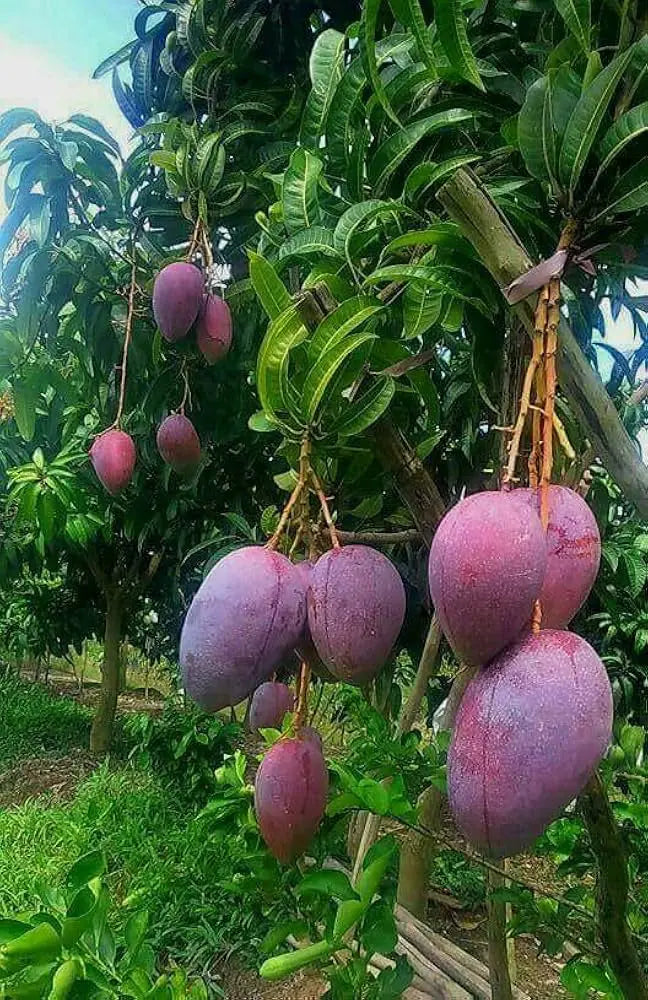 Nam Doc Mai Purple Mango ( Grafted )