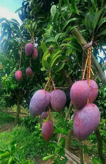 Nam Doc Mai Purple Mango ( Grafted )