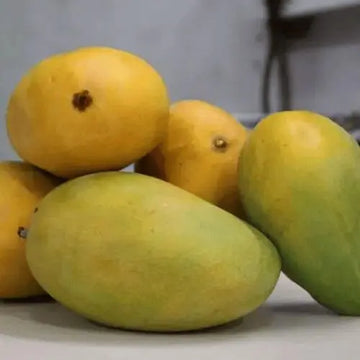Peddha Rasaalu ( Grafted )