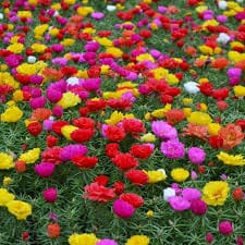 Portulaca ( Purple , yellow , white )
