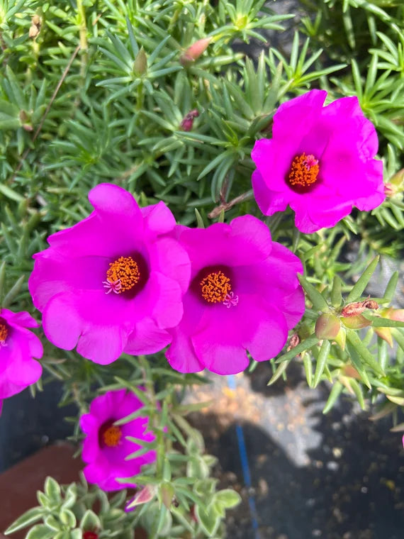 Portulaca ( Purple , yellow , white )