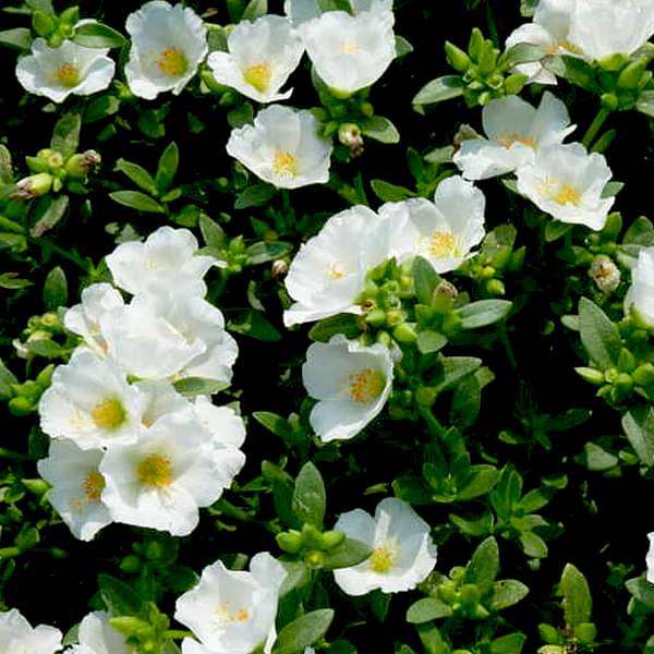 Portulaca ( Purple , yellow , white )