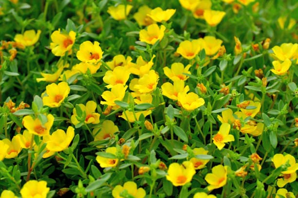 Portulaca ( Purple , yellow , white )