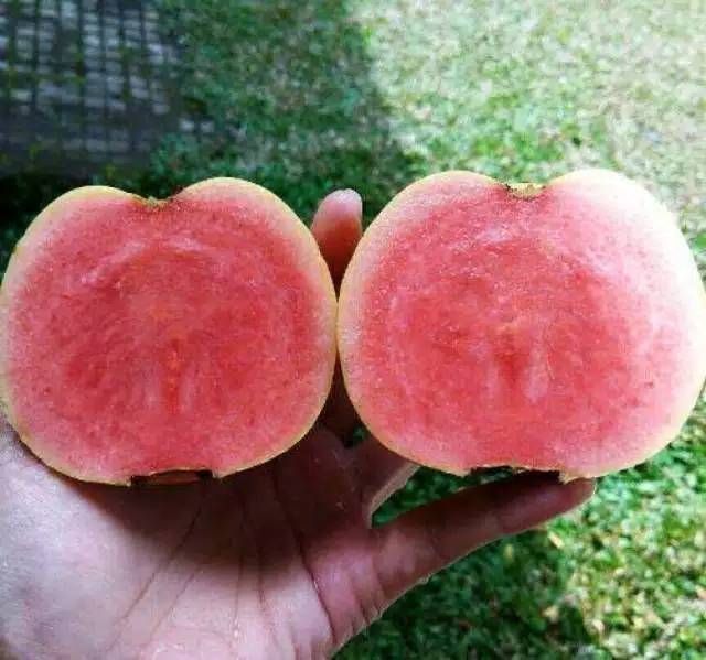 Seedless Guava Red ( Grafted )