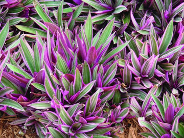 Rhoeo Tricolour