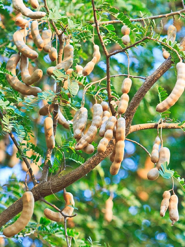Sweet Tamarind ( Grafted )