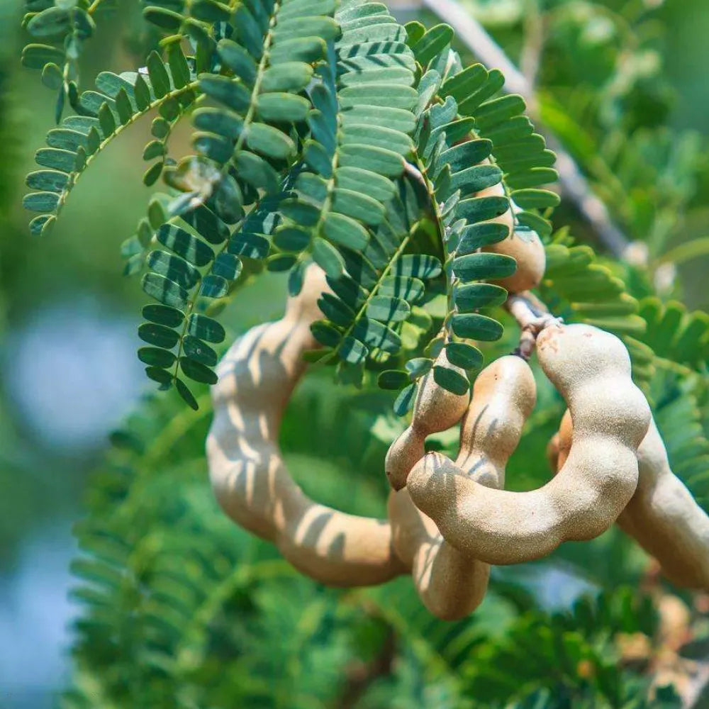 Sweet Tamarind ( Grafted )