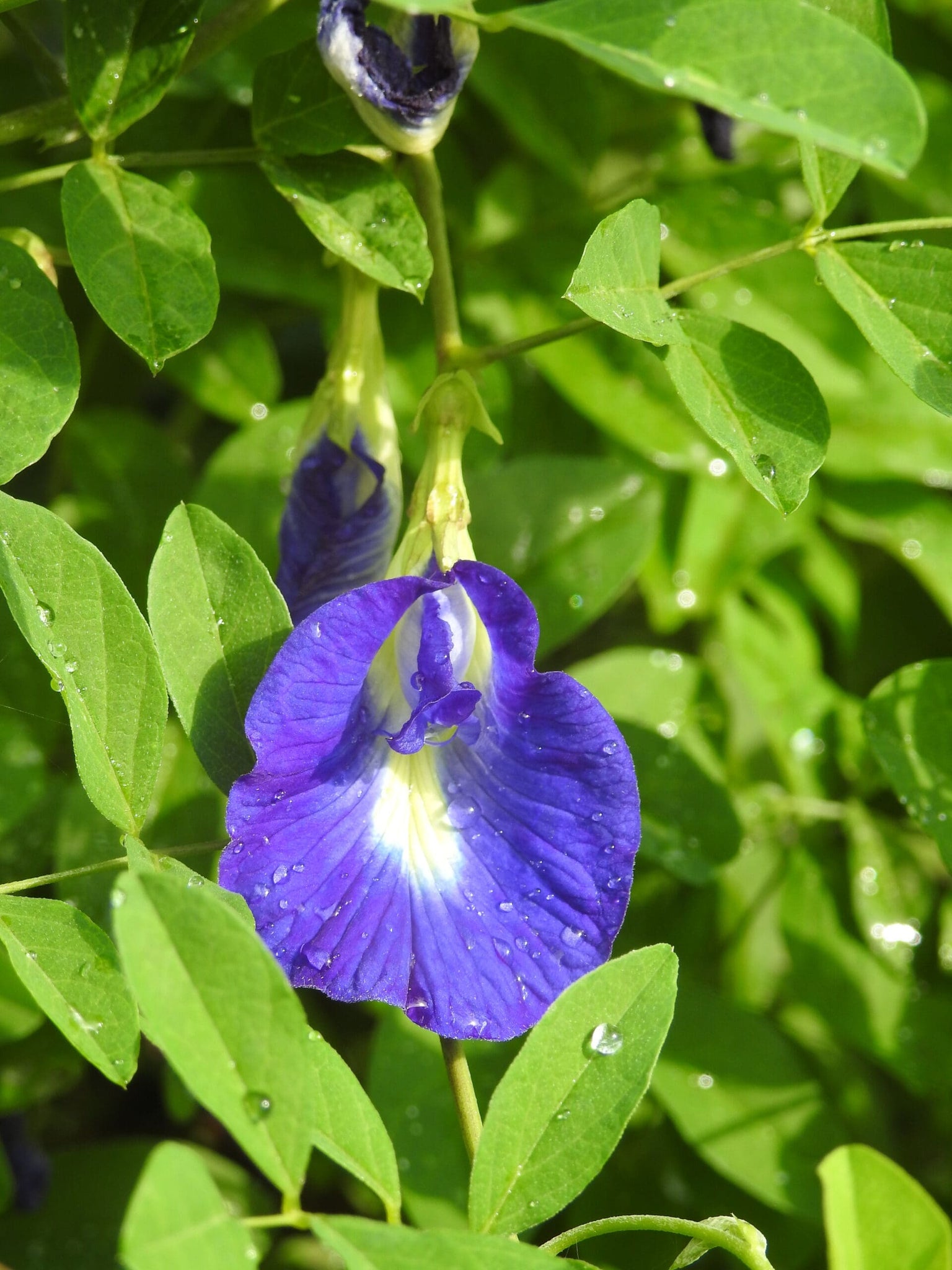 Sankam Creeper ( White , Blue , Purple )