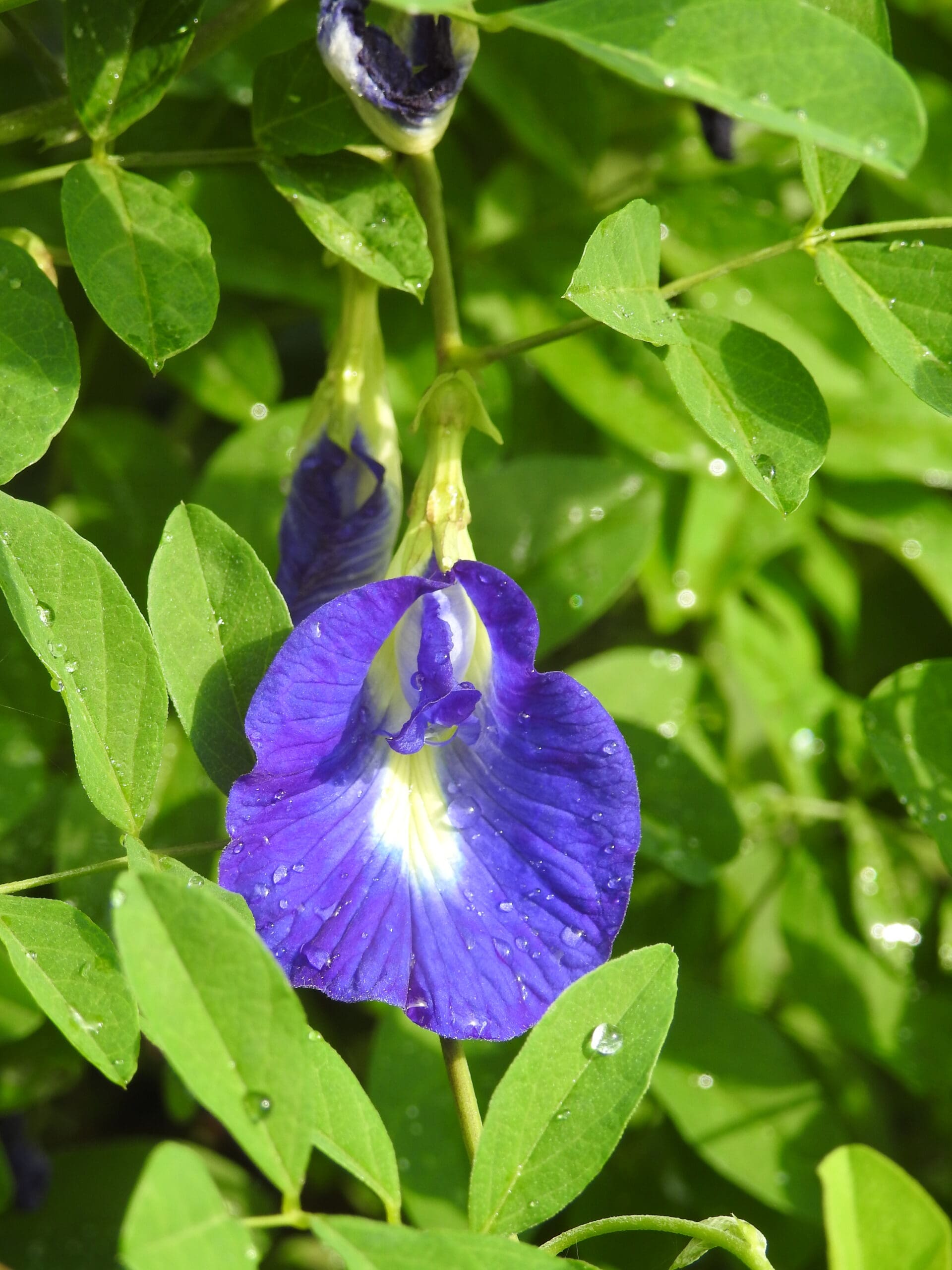 Sankam Creeper ( White , Blue , Purple )