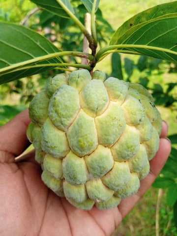 Thai Custard Apple ( Grafted )