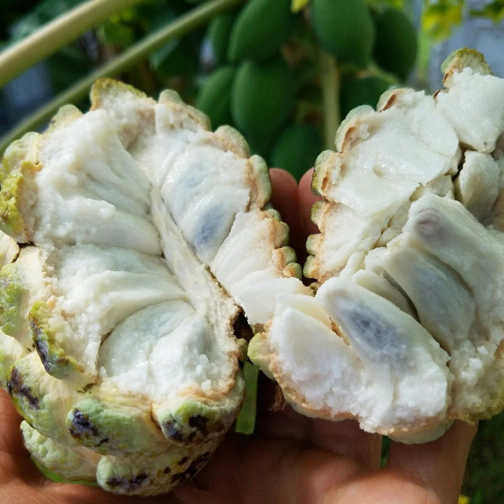 Custard apple Balanagar