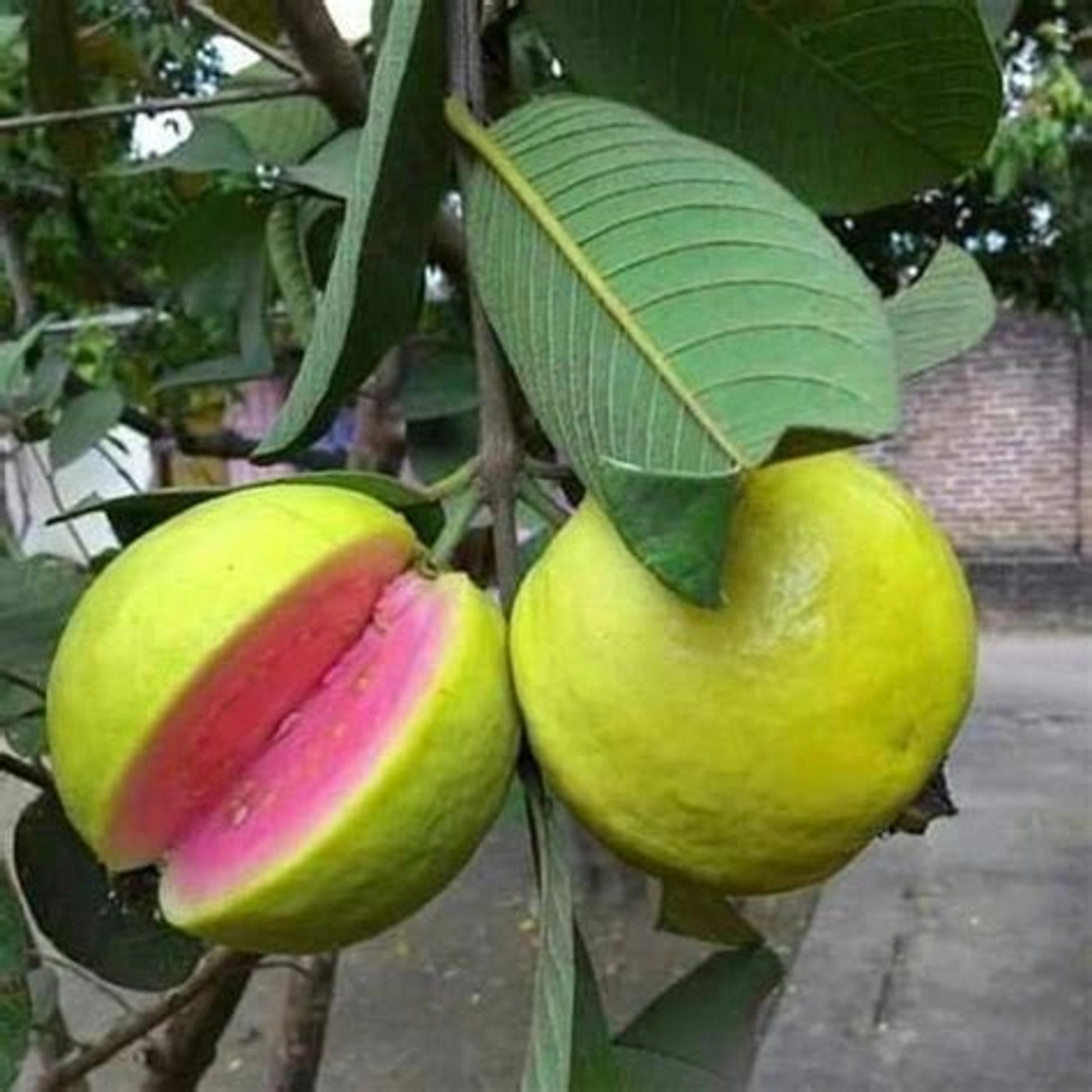 Thaiwan pink Guava