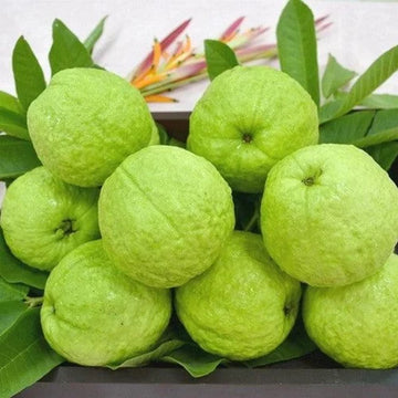 Thaiwan white Guava