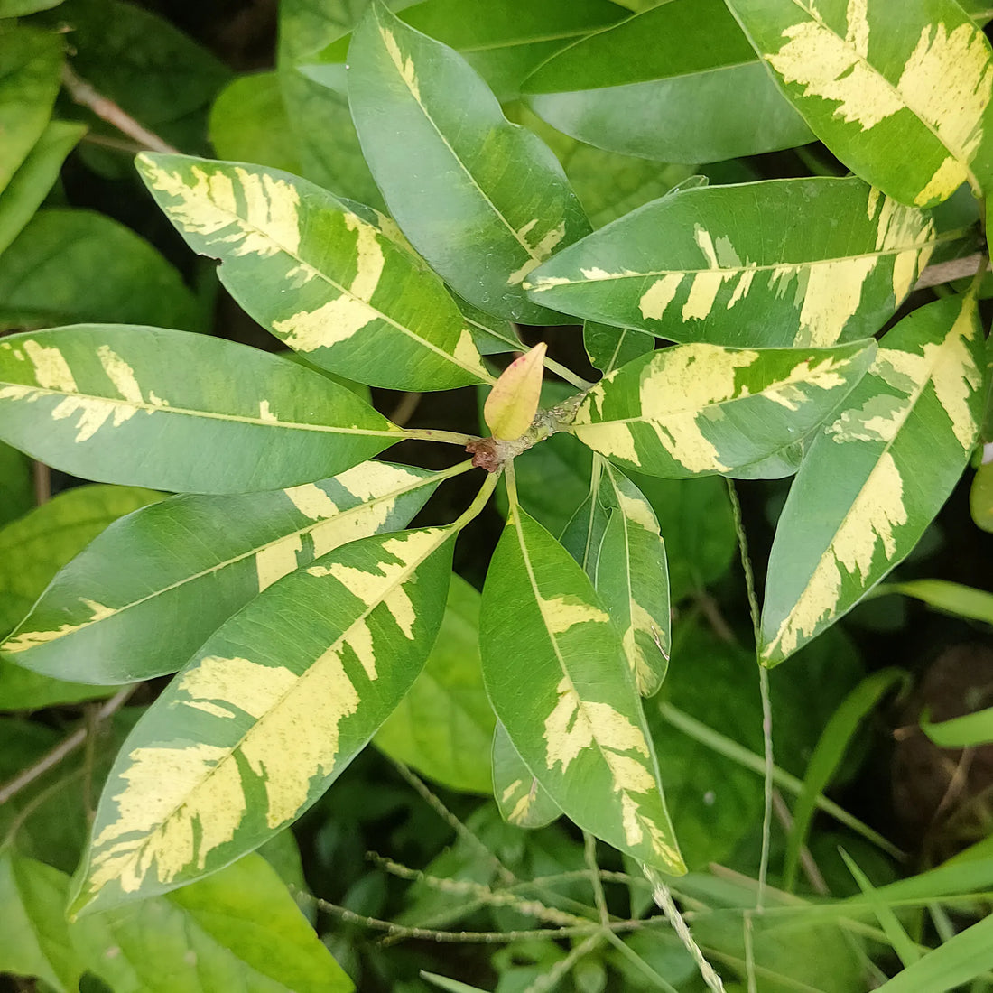 Variegated Mango ( Grafted )