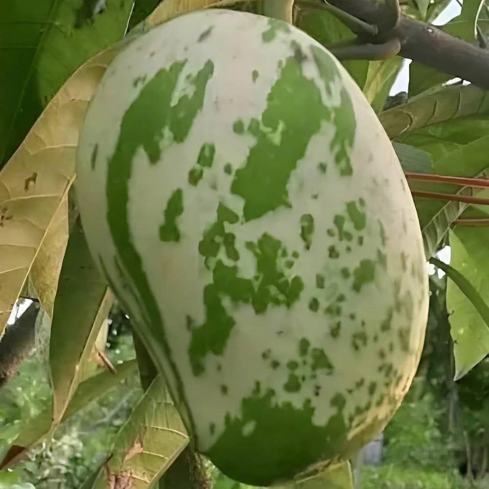 Variegated Mango ( Grafted )