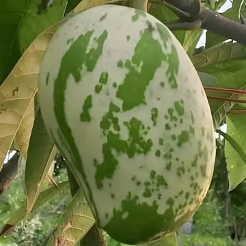 Variegated Mango ( Grafted )