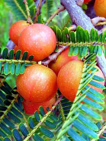 ఎర్ర ఆమ్లా (అంటుకట్టినది)