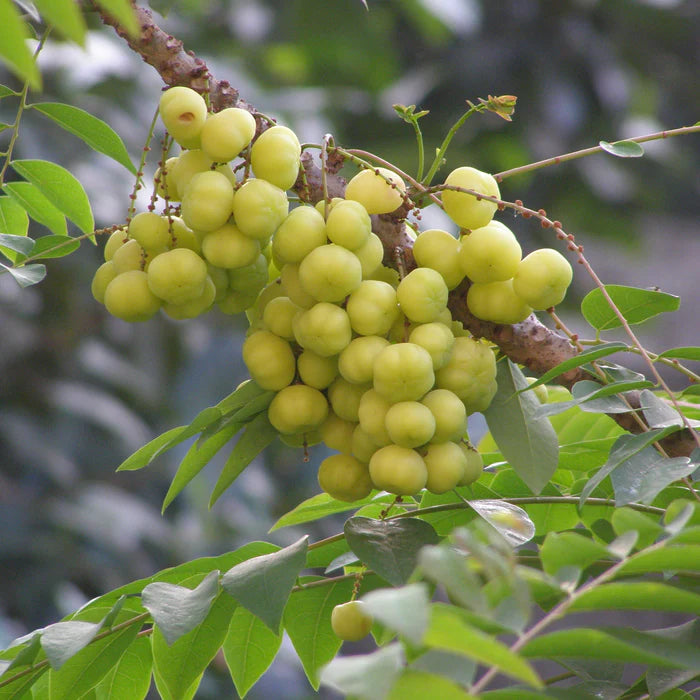ఆమ్లా చిన్న (మొలకల)
