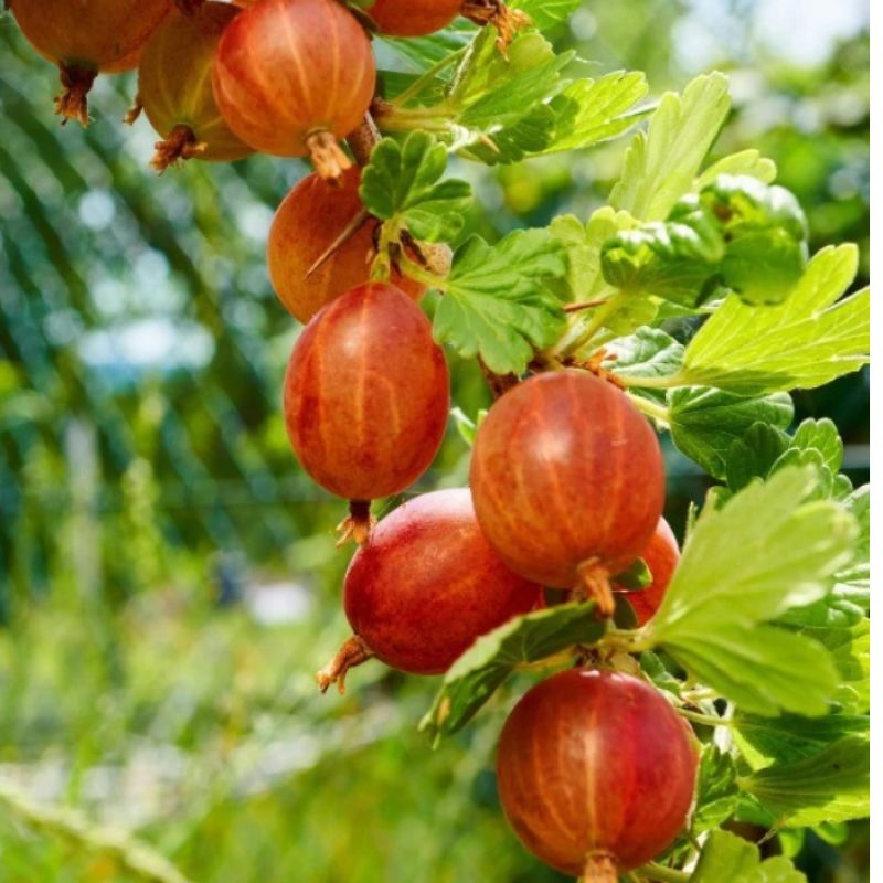 Red Amla ( Grafted )
