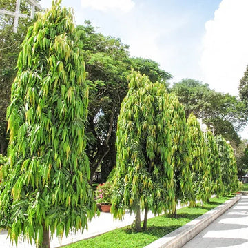 ashoka plant in pot Ashoka – Ashok Chakra Nursery