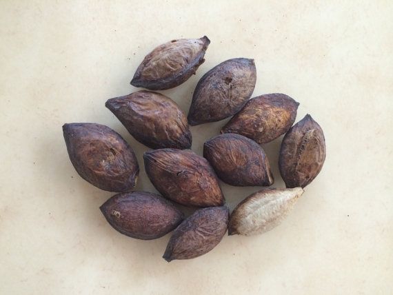 Dhesi Badham Tree ( Seedling )