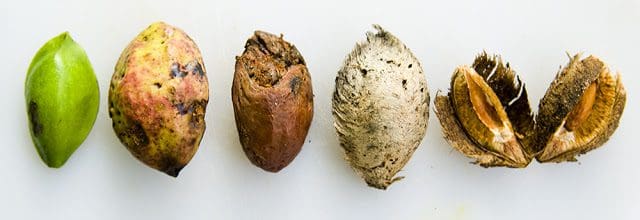 Dhesi Badham Tree ( Seedling )