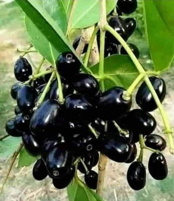 Jamun Badoli ( Grafted )