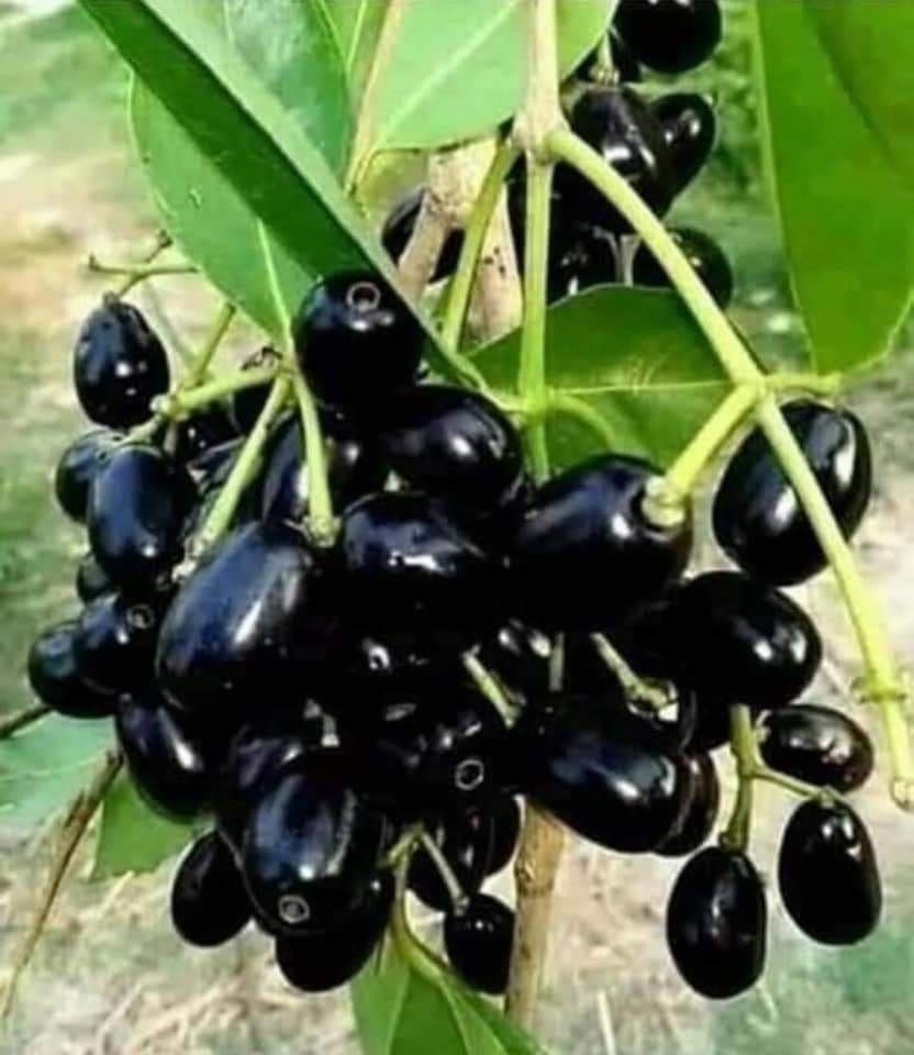 Jamun Badoli ( Grafted )