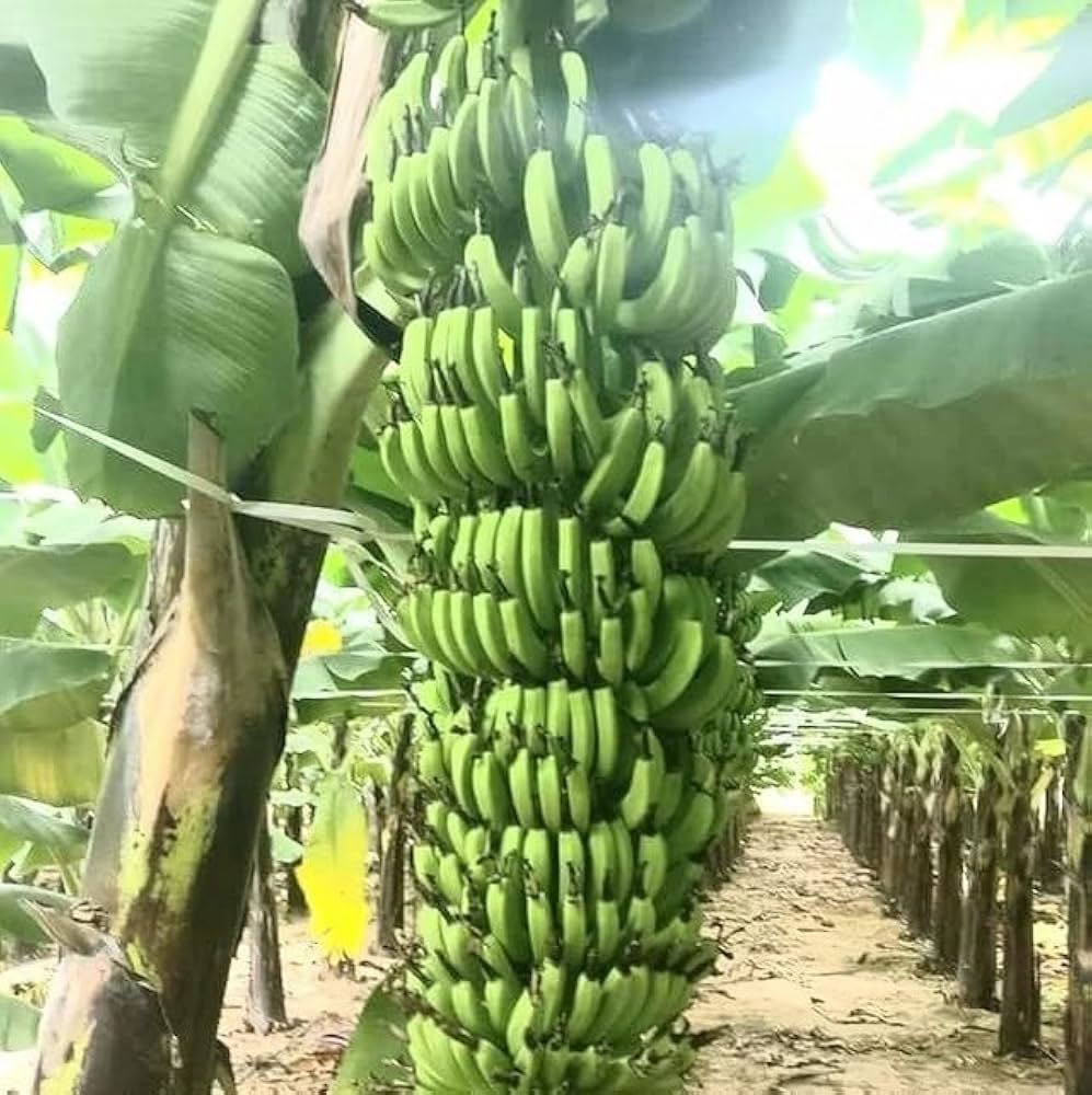 బాహుబలి అరటి మొక్క