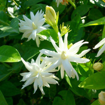 జాస్మిన్ (పొడువు)