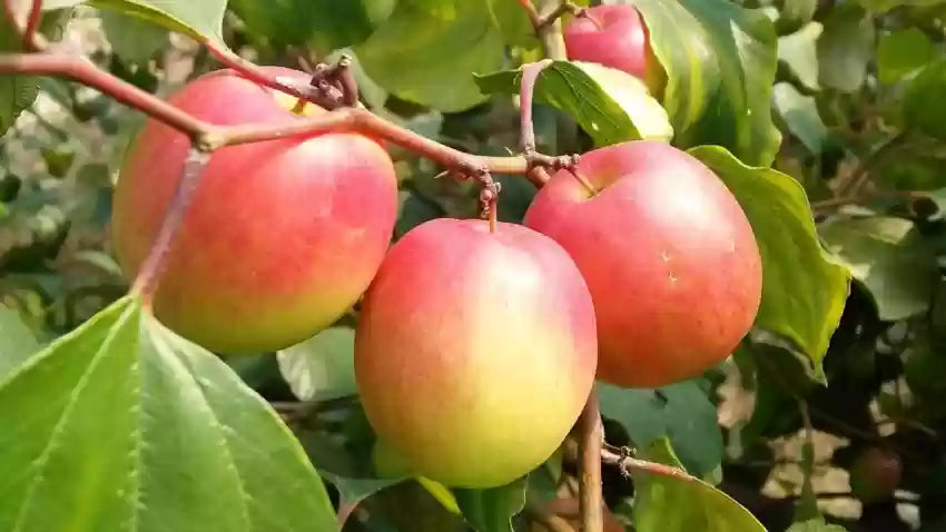 ఆపిల్ బెర్ రెడ్ (అంటుకట్టిన)