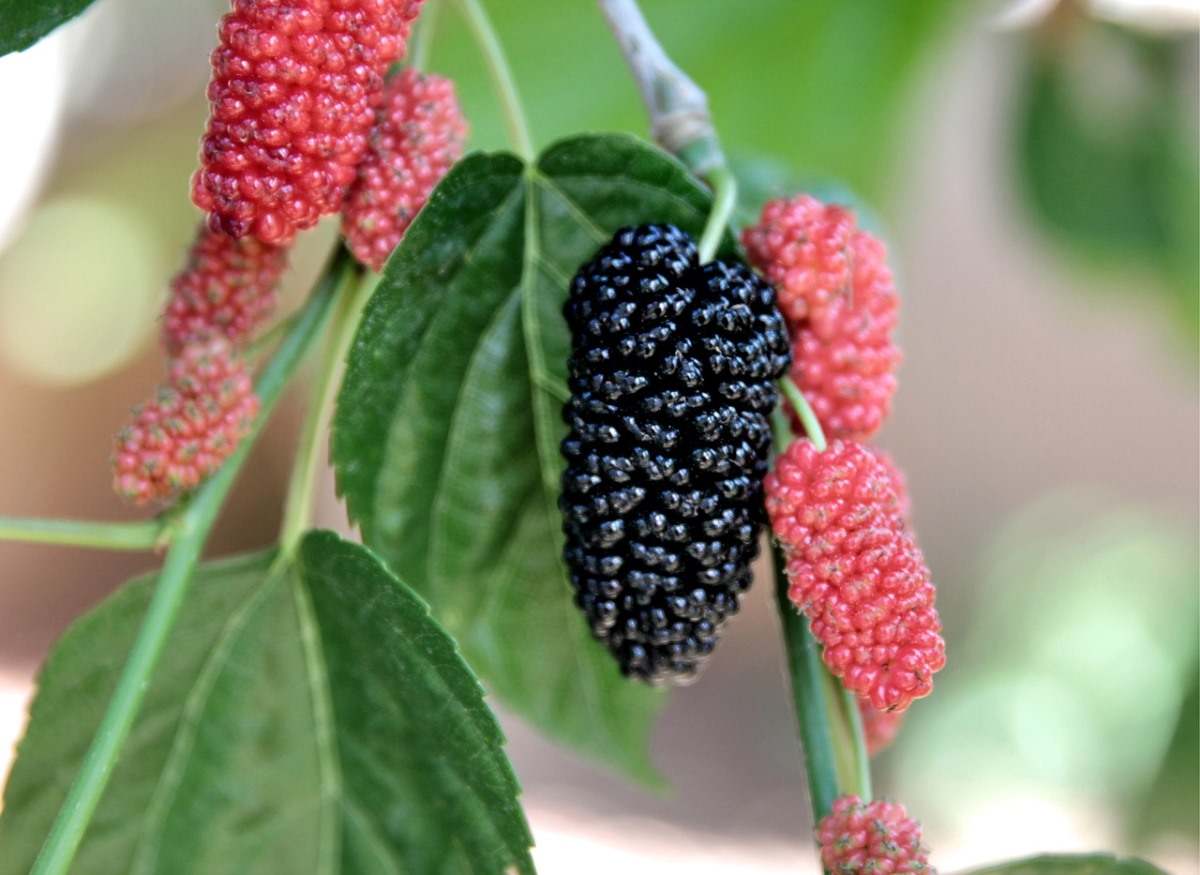 Mulberry Normal ( Grafted )