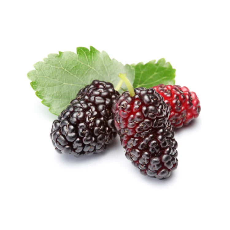 Mulberry Normal ( Grafted )