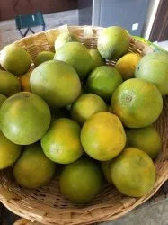Maaldha Bathai ( Grafted )