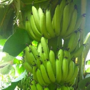 Bhusaavali Banana