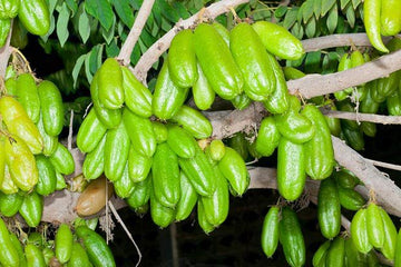 Bilambiya Amla