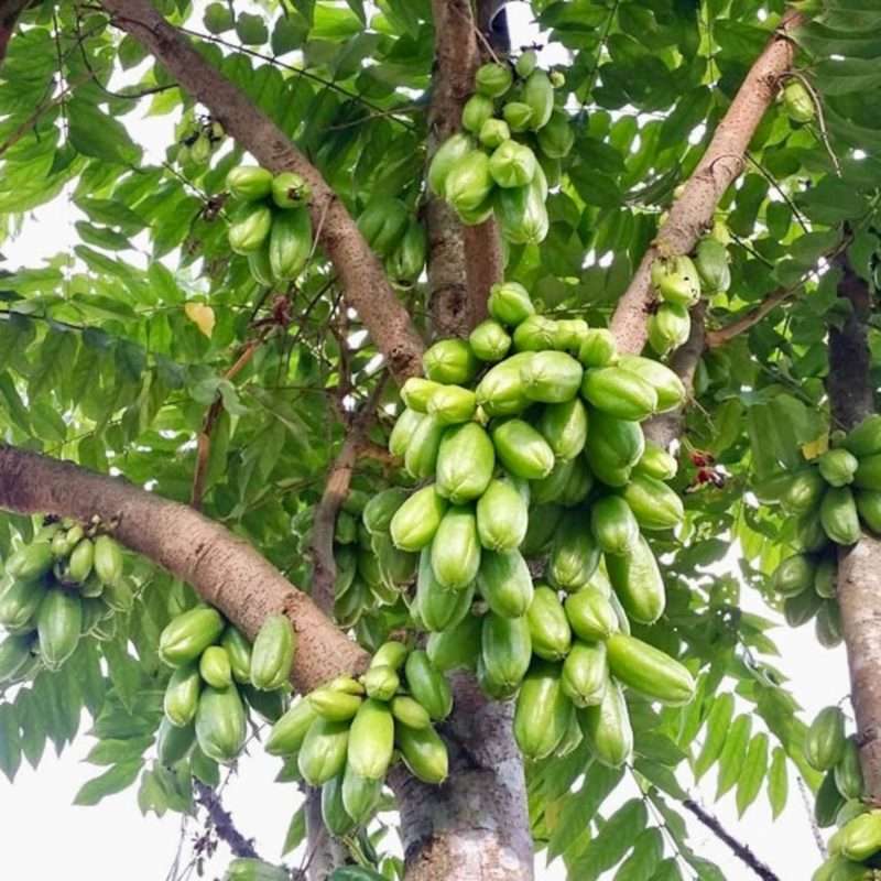 Bilambiya Amla