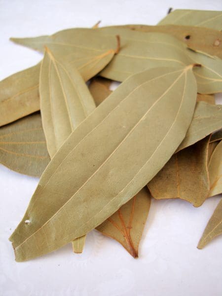 Biryani Leaf Plant