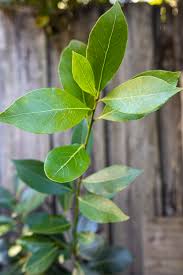 Biryani Leaf Plant