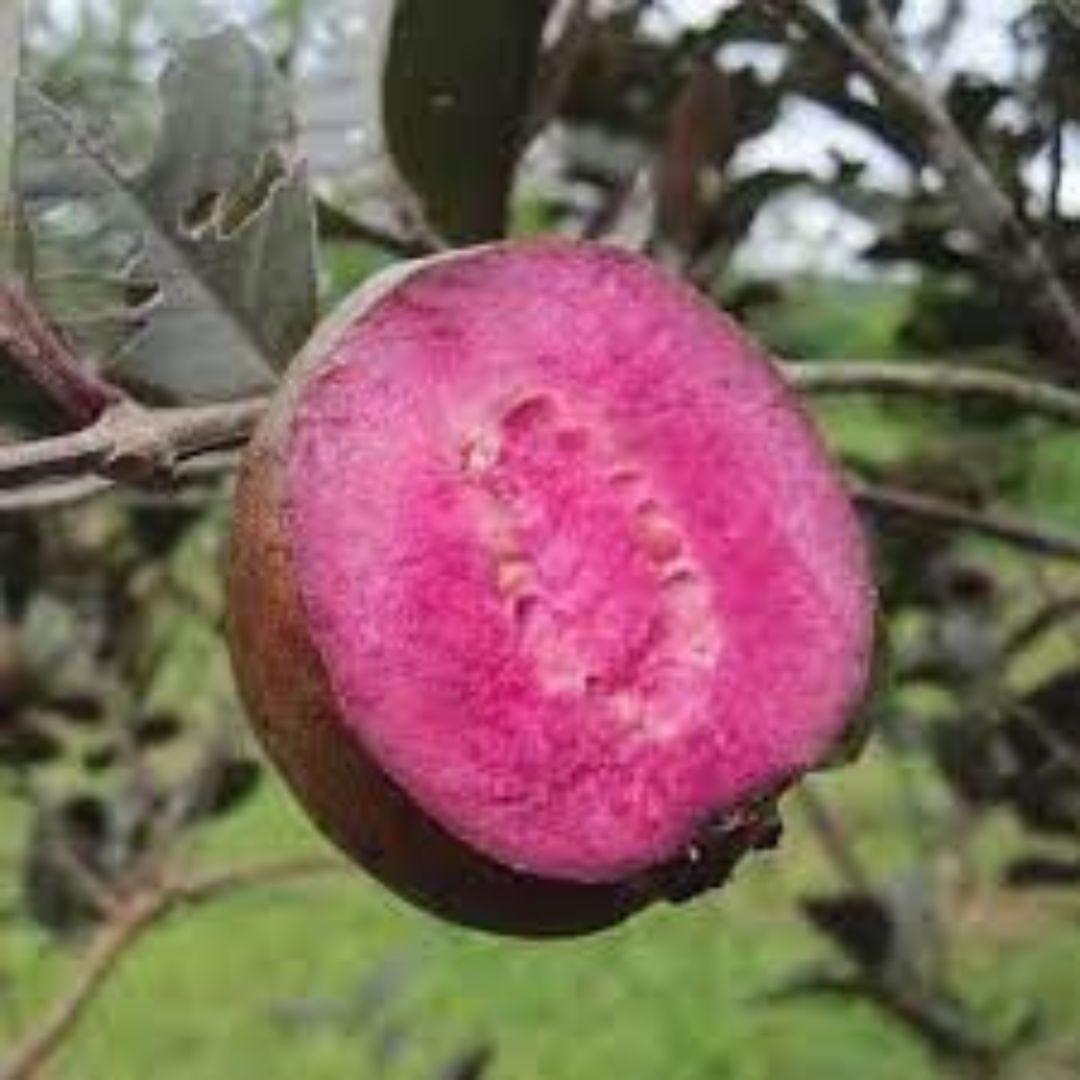 Black Guava ( Air Layer )