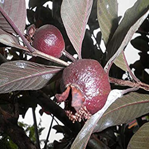 Black Guava ( Air Layer )
